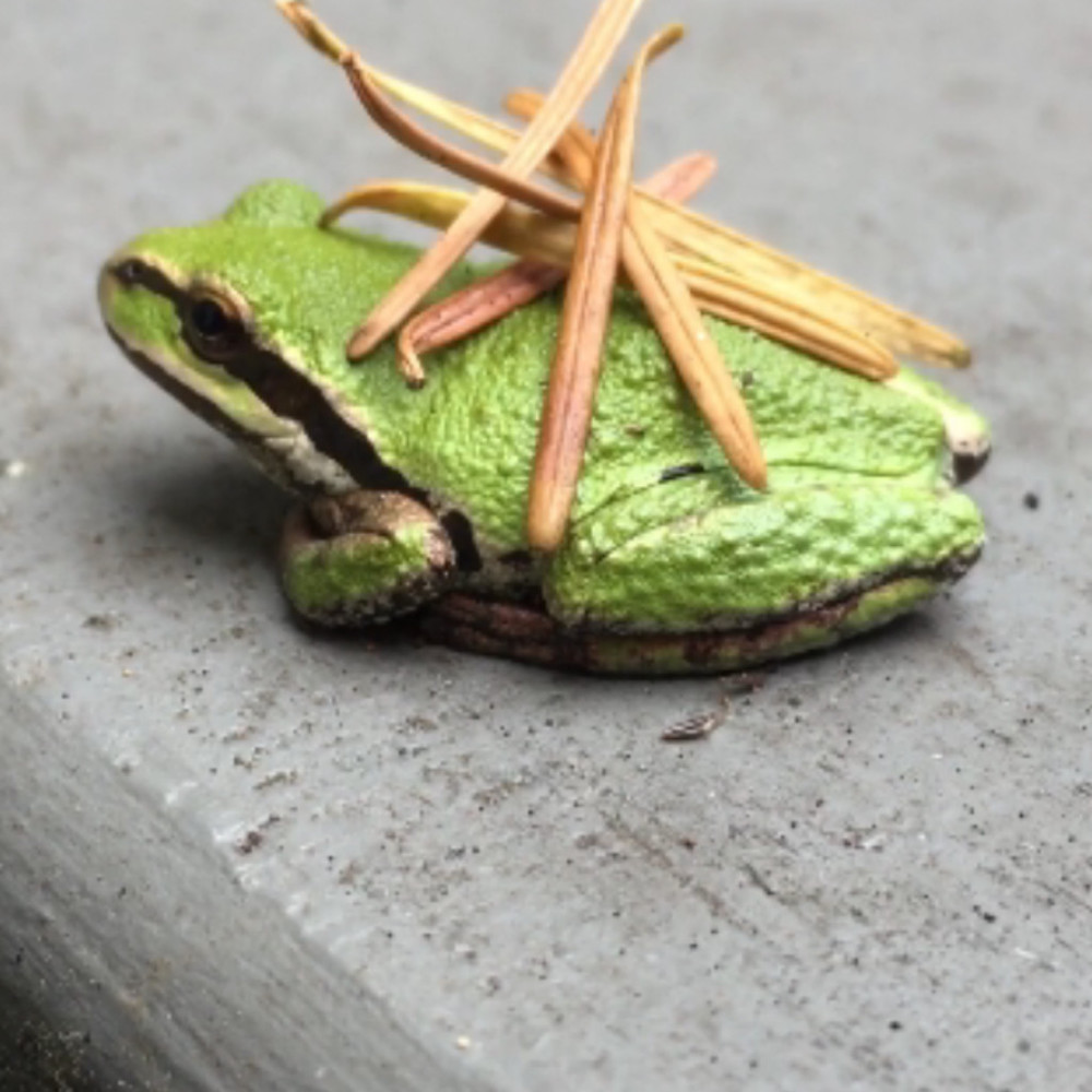 Meet your Posher, Macy